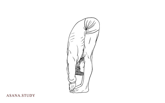 Padangusthasana