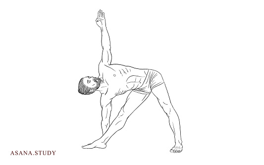 Utthita trikonasana
