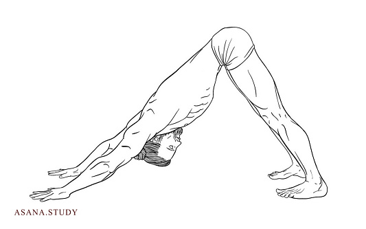 Adho Mukha Svanasana (Downward-Facing Dog): Benefits, Technique, and Contraindications