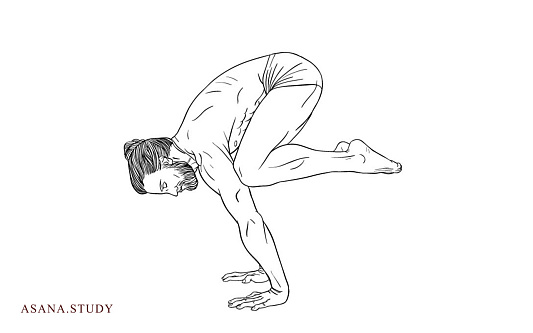 Bakasana (Crane Pose)