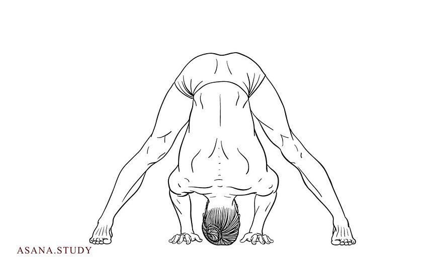Prasarita Padottanasana: Step-by-Step Technique, Benefits, and Variations
